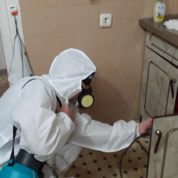 Дезинфекция от муравьев в квартире в Мещанском районе Москвы